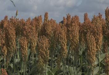 Harvesting soon to begin in Louisiana 